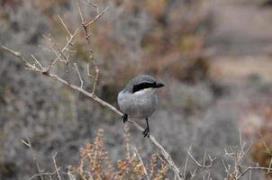 oiseau sur une branche photo