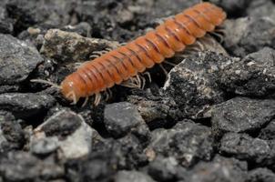 mille-pattes sur le rochers photo