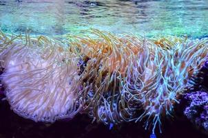 méduses dans l'aquarium photo