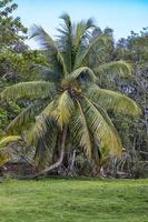 noix de coco paume arbre à une parc dans une tropical emplacement. verticale vue photo