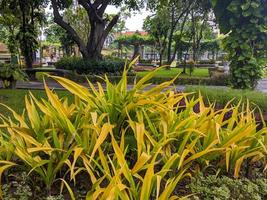 une crinum asiatique plante photo