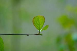 feuilles vertes des arbres au printemps photo