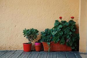 pots de fleurs dans la rue photo