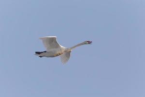 blanc cygne en volant dans une bleu ciel photo