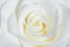 gros plan de rose blanche photo