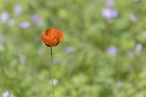 rouge coquelicot fleur contre vert herbe photo