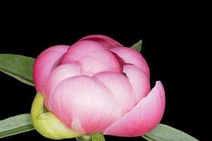 Frais rose pivoine fleur contre noir Contexte photo