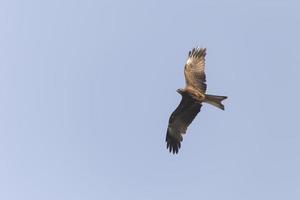 noir cerf-volant en volant dans une clair bleu ciel photo