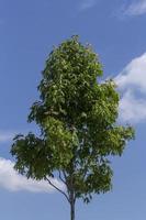 Norvège érable arbre contre bleu ciel avec des nuages photo