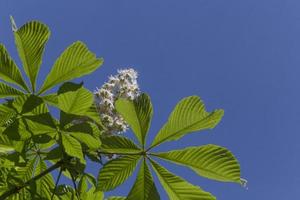 châtaigne arbre feuilles et blanc fleur contre bleu ciel photo