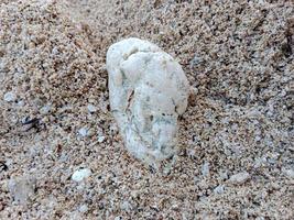 une blanc pierre dans le le sable de plage. photo