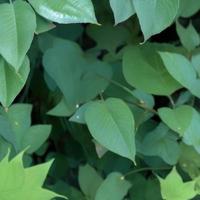 vert feuille copie espace, la nature Contexte Vide toile, minimaliste vert feuille avec vide espace pour conception photo