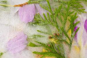 divers fleurs dans glace. Créatif floral Contexte. congelé magnifique les plantes. photo