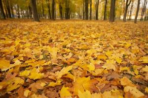 Contexte de Jaune érable feuilles. l'automne temps de le an. photo