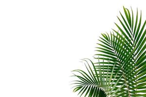feuilles de palmier tropical sur fond blanc