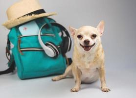 mignonne marron court cheveux chihuahua chien séance sur blanc Contexte avec Voyage accessoires, sac à dos, passeport, écouteurs et paille chapeau. en voyageant avec animal concept. photo