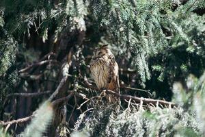 aux longues oreilles hibou séance sur une arbre branche avec fermé yeux photo