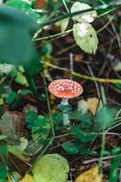 champignon vénéneux dans une forêt avec feuilles photo