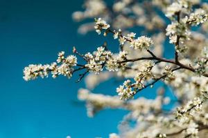 Cerise fleurs dans printemps Contexte photo