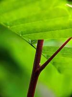 proche en haut, photo de Naturel les plantes