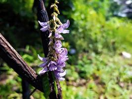 proche en haut, macro photo de fleurs