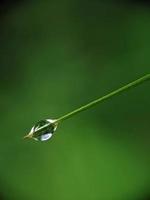 proche en haut photo, rosée sur feuilles photo