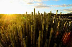 cactus dans le désert photo