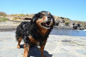 chien à le mer photo