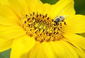 abeille sur un tournesol photo