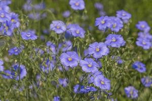 bleu lin fleurs dans une jardin à été photo