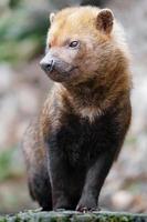 portrait de chien de brousse photo