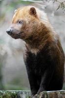 portrait de chien de brousse photo