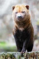 portrait de chien de brousse photo