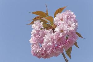 branche de épanouissement Japonais Cerise arbre contre bleu ciel photo