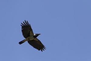 encapuchonné corbeau en volant dans une clair bleu ciel photo