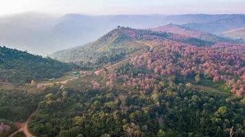 rose Sakura fleur ou sauvage himalayen Cerise sur Montagne photo