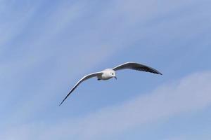 proche en haut de mouette en volant dans une ciel avec blanc des nuages photo