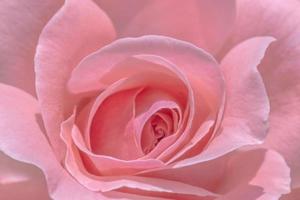 proche en haut de rose Rose fleur photo