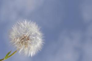 proche en haut de pissenlit fleur contre bleu ciel photo