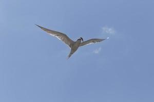 commun sterne en volant avec poisson dans une bleu ciel photo