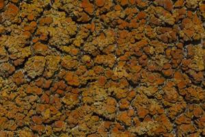 proche en haut de Orange mer lichen photo