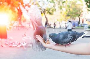 pigeon mangeant de la main d'une femme sur le parc, nourrissant des pigeons dans le parc pendant la journée photo