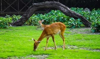 sélectionner concentrer lorsque une cerf voit un autre cerf photo