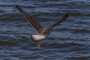 mouette en volant en dehors au dessus bleu mer l'eau photo