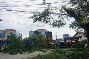 bogor, Indonésie, 2023 - une nombre de ouvriers étaient Coupe des arbres photo