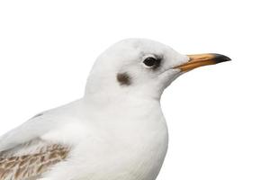 proche en haut de commun mouette photo