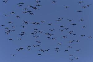 troupeau de génial cormorans en volant dans une bleu ciel photo