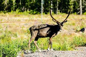 cerf dans le herbe photo