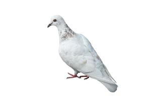 Pigeon blanc isolé sur fond blanc photo