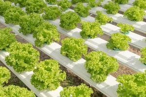 salade cultivation sur hydroponique système avec l'eau et engrais dans irrigation. photo